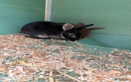 Rex rabbits for sale: Rex cross Mini Lop  - Image 15