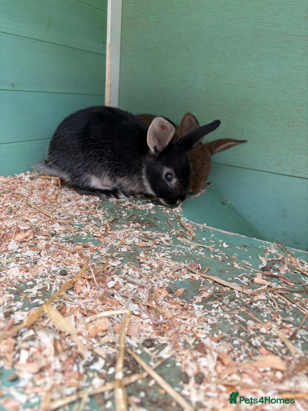 Rex rabbits for sale: Rex cross Mini Lop  - Image 15