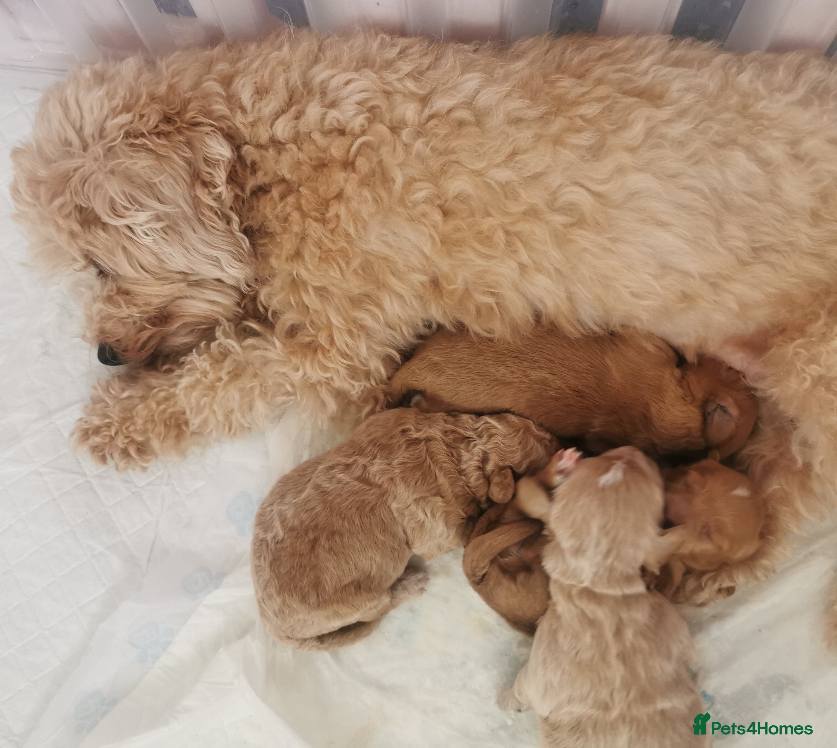 Maltipoo dogs for sale: DNA health tested maltipoo puppies  - Advert 2