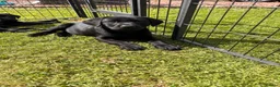 Labrador Retriever dogs for sale: KC Labrador Puppies from Health tested parents  - Advert 8