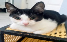 Mixed Breed cats for sale: Lovely kittens  - Image 1
