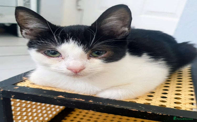 Mixed Breed cats - Advert 18