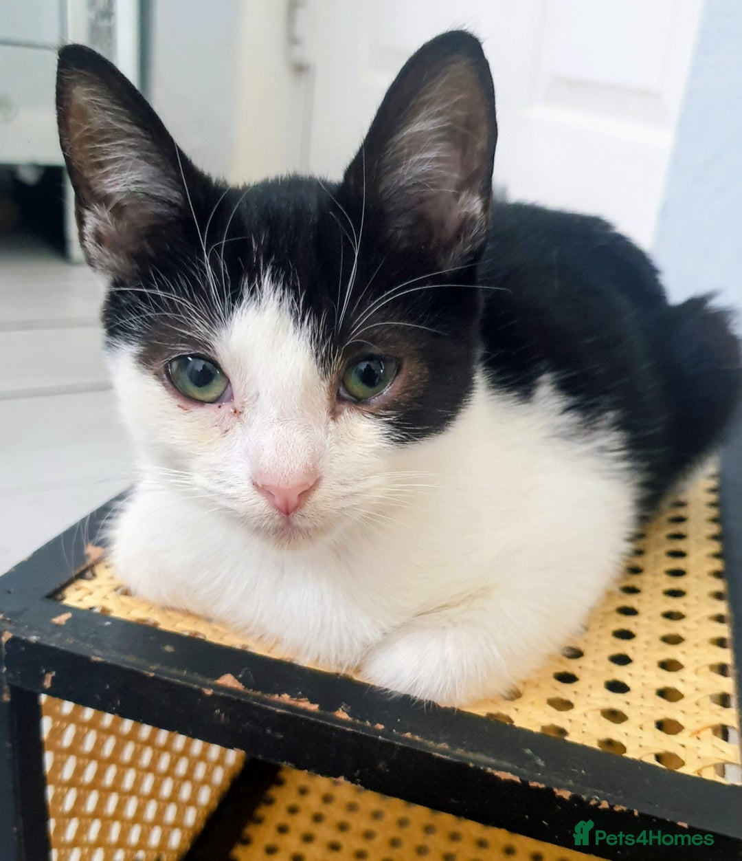 Mixed Breed cats for sale: Lovely kittens  - Image 1
