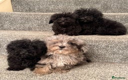 Poochon dogs for sale: Poochon Pups - Image 3