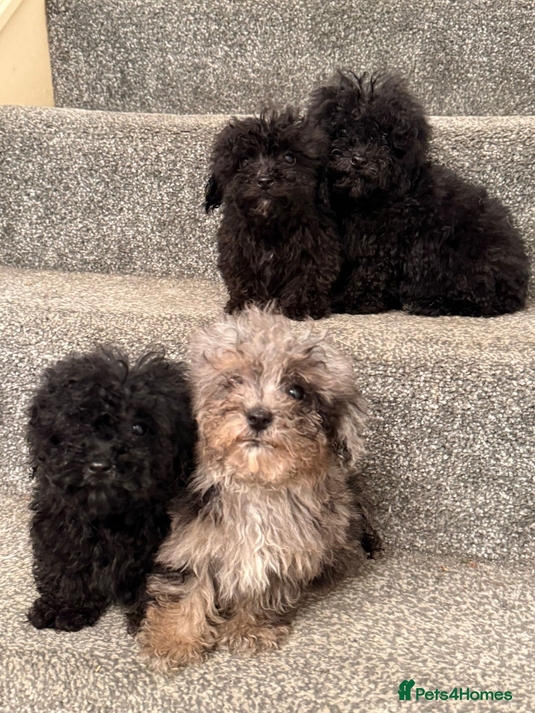 Poochon dogs for sale: Poochon Pups - Image 3