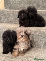 Poochon dogs - Advert 2