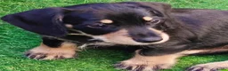 Mixed Breed dogs for sale: Mini Schnauzer X Mini Daschund puppies  - Advert 10