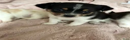 Jack Chi dogs for sale: 3 beautiful Jack chi boy pups 🐶🐶🐶 in Camberley - Advert 4