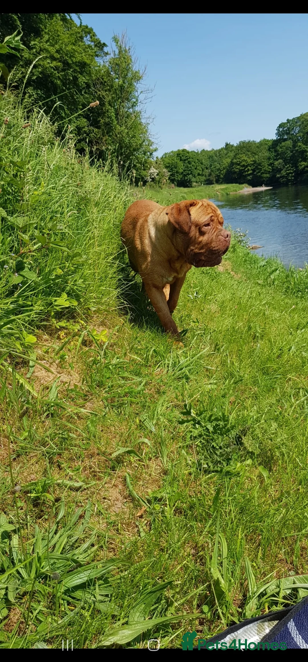 Dogue De Bordeaux dogs for stud: Ddb stud in Wirral - Advert 4