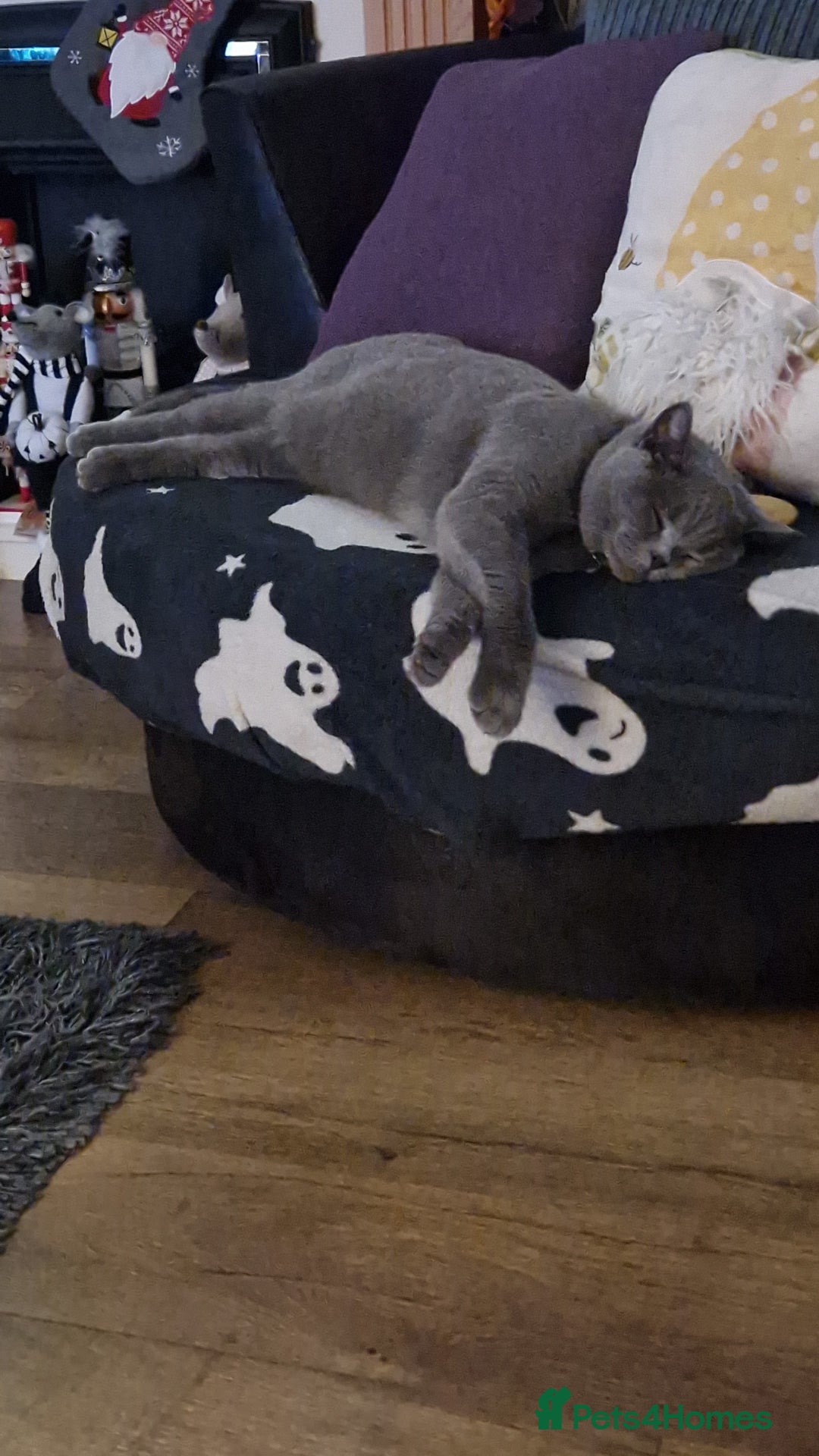 British Shorthair cats for sale: British short hair - Advert 2