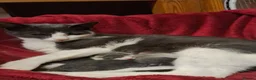 Mixed Breed cats for sale: 2 Gorgeous Grey Friendly Kittens Ready Now - Advert 4