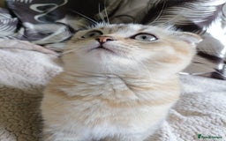 Scottish Fold cats for sale: Scottish fold kittens  - Image 5