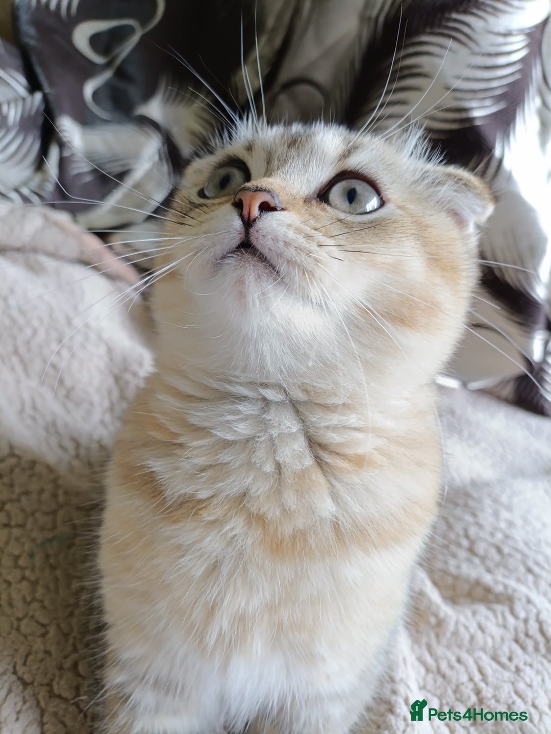 Scottish Fold cats for sale: Scottish fold kittens  - Image 5