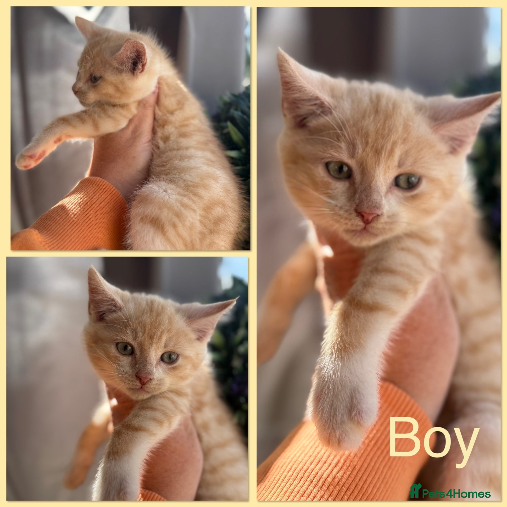 Mixed Breed cats Gorgeous Friendly Family Kittens  - Advert 1
