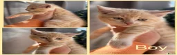 Mixed Breed cats for sale: Gorgeous Friendly Family Kittens  - Advert 1
