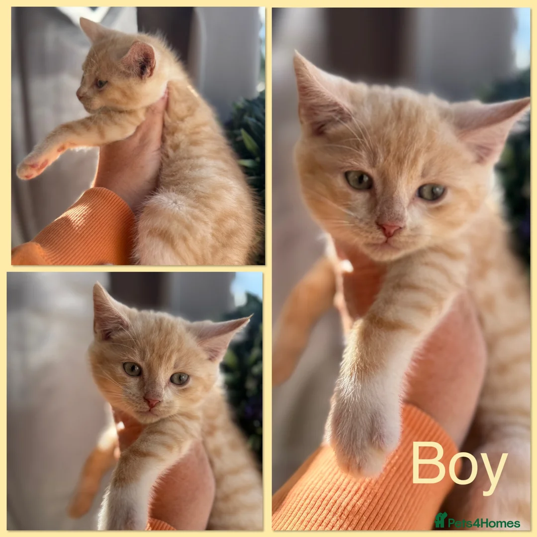 Mixed Breed cats for sale: Gorgeous Friendly Family Kittens  - Advert 1