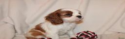 Cavalier King Charles Spaniel dogs for sale: Gorgeous Cavalier King Charles Spaniel puppies - Advert 19