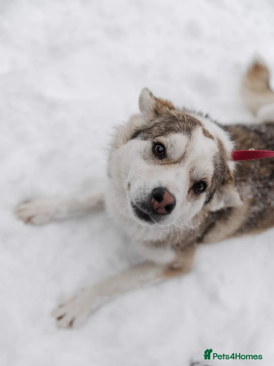 Mixed Breed dogs for adoption: ❤️GRACY❤️-a fluffy ball of joy in a small wrap  - Advert 1