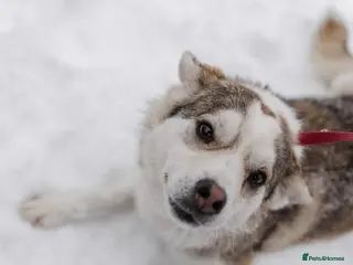 Mixed Breed dogs ❤️GRACY❤️-a fluffy ball of joy in a small wrap - Advert 1
