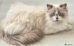 Persian cats for sale: Persian x kittens - Image 3