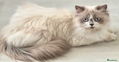 Persian cats - Advert 7