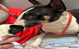 English Bull Terrier dogs for sale: Champion line bull terriers  - Image 3