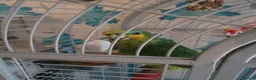 Parrots birds for sale: Amazon parrot in Rotherham - Advert 4