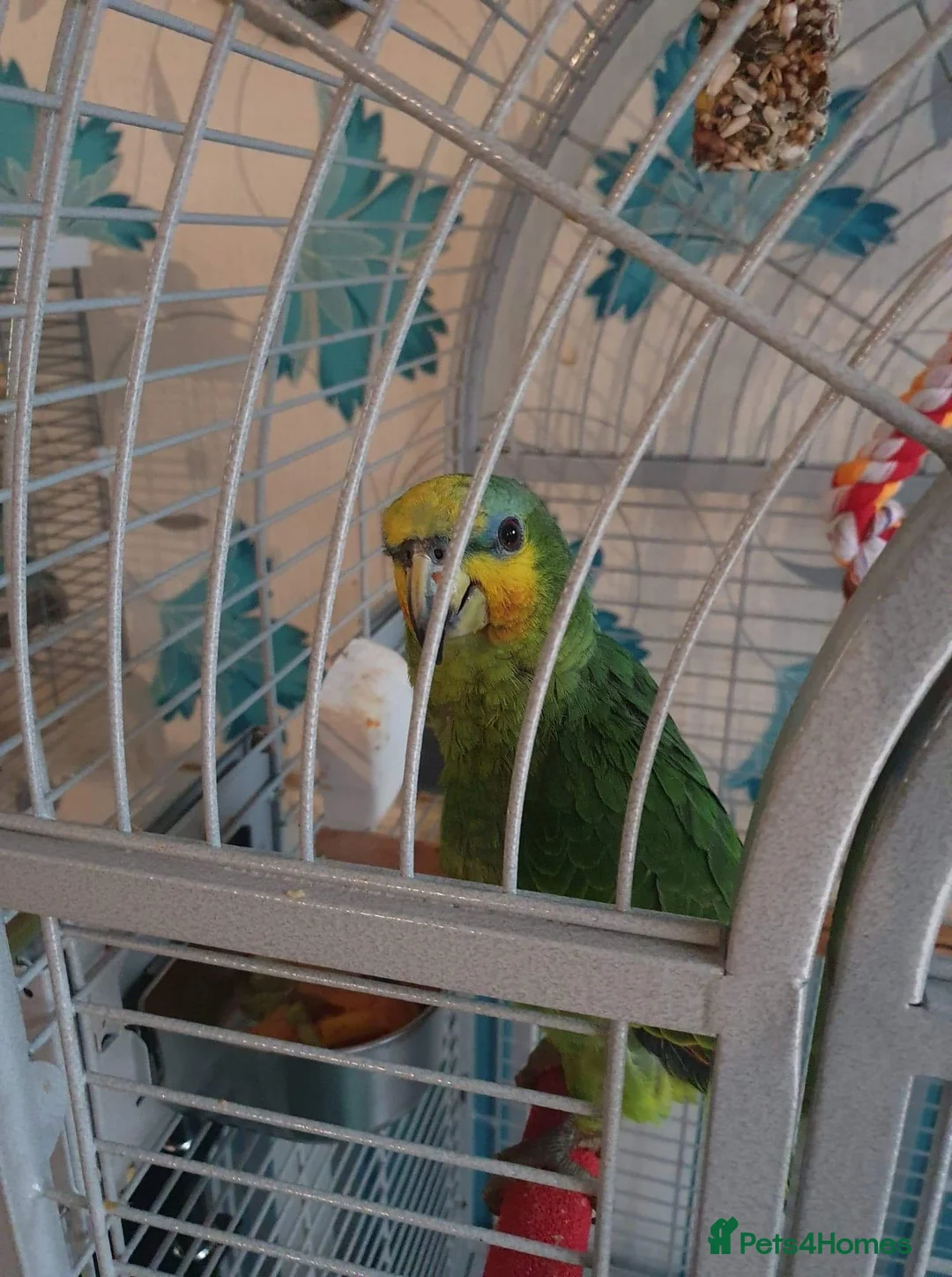 Parrots birds for sale: Amazon parrot in Rotherham - Advert 4