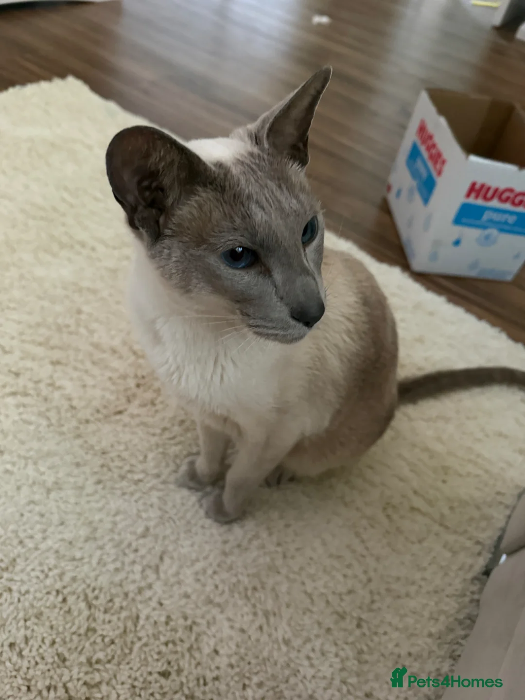 Siamese cats for sale: Meet ghost  - Advert 3