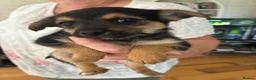 Mixed Breed dogs for sale: 5 cross breed puppies  - Advert 9
