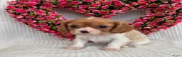Cavalier King Charles Spaniel dogs for sale: Stunning Cavalier King Charles puppies  - Advert 8