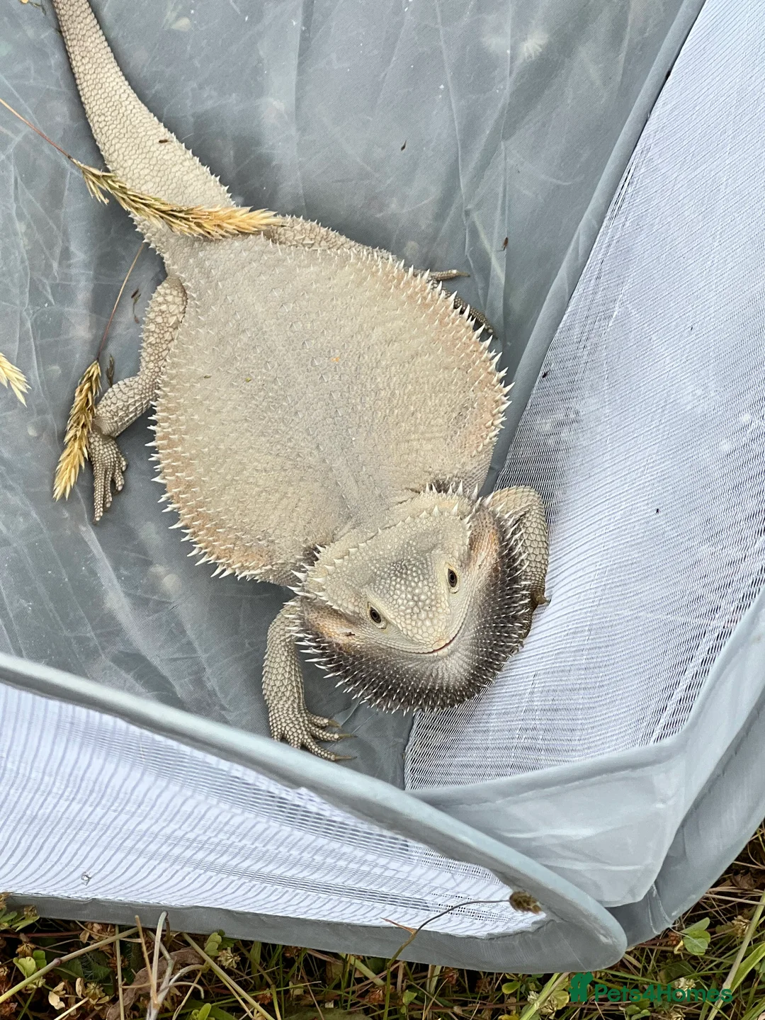 Bearded Dragon reptiles for sale: Beardy - Advert 2