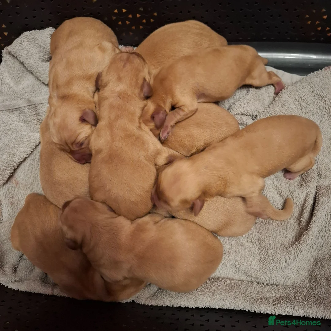 Labrador Retriever dogs for sale: KC REGISTERED WORKING LINE YELLOW LABRADOR PUPS - Advert 7