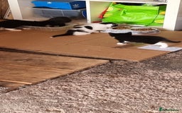 Domestic Shorthair cats for sale: kitten to sell  in Wolverhampton - Image 5