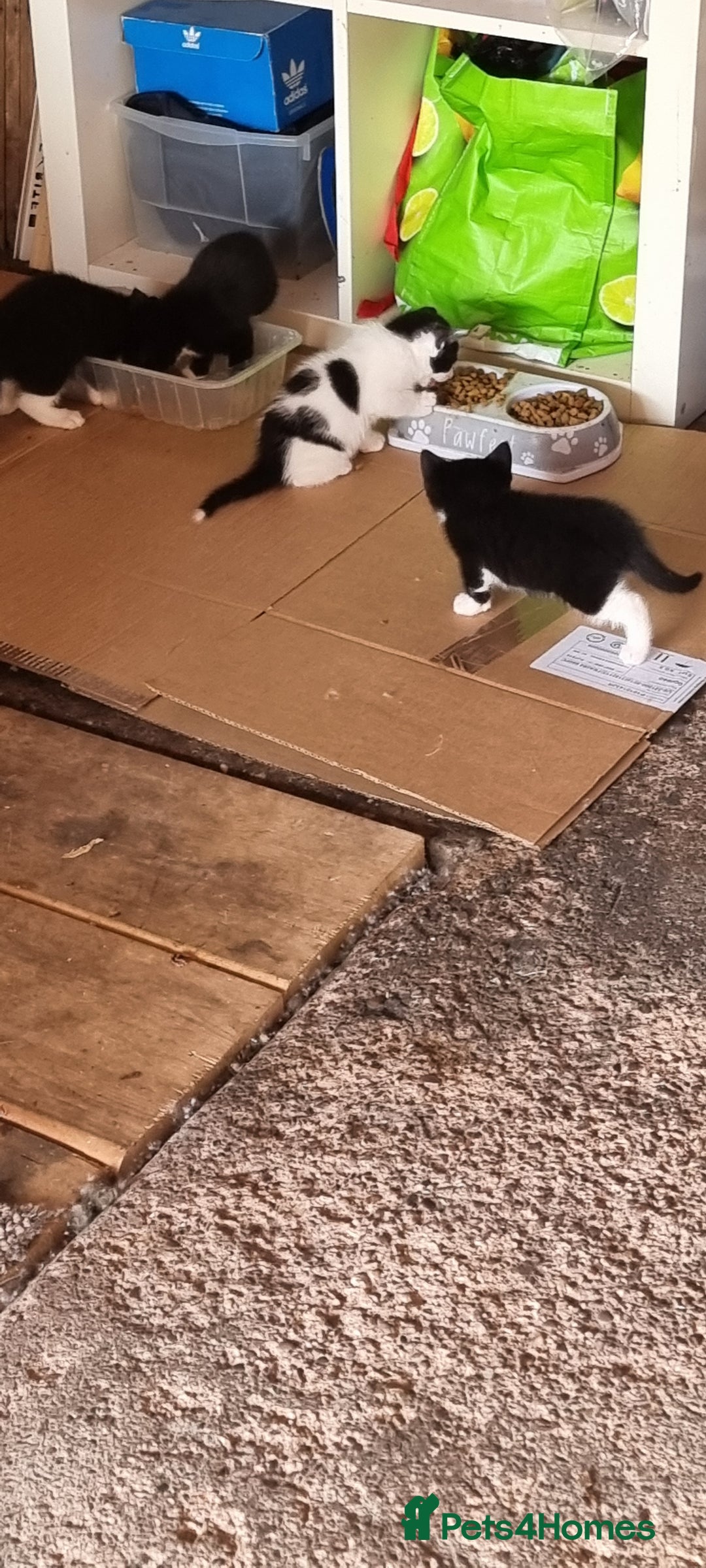 Domestic Shorthair cats for sale: kitten to sell  in Wolverhampton - Image 5