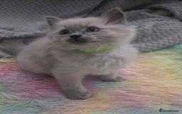 Ragdoll cats for sale: Stunning Ragdolls  - Image 6