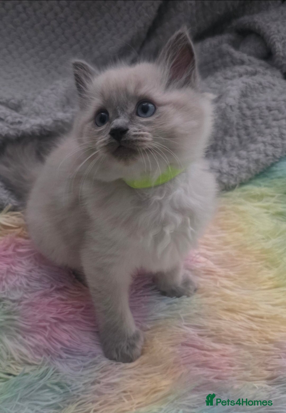 Ragdoll cats for sale: Stunning Ragdolls  - Image 6