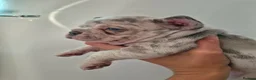 French Bulldog dogs for sale: STUNNING FRENCH BULLDOG PUPPIES  - Advert 11