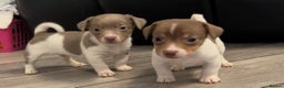 Jack Russell dogs for sale: DONJACKS PUPPIES ON THE WAY!! - Advert 10