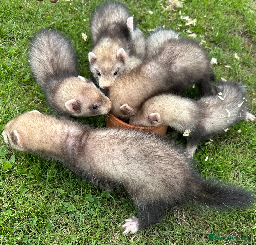 Ferret rodents for sale: Ferrets for sale - Image 5