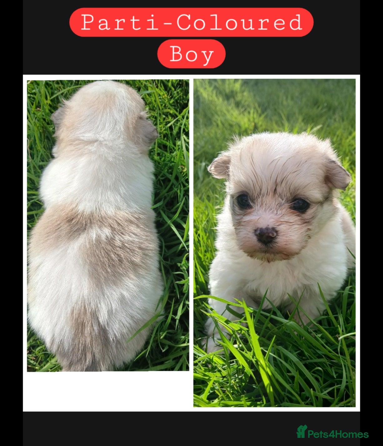 Maltipom dogs Maltipom Puppies  - Advert 1