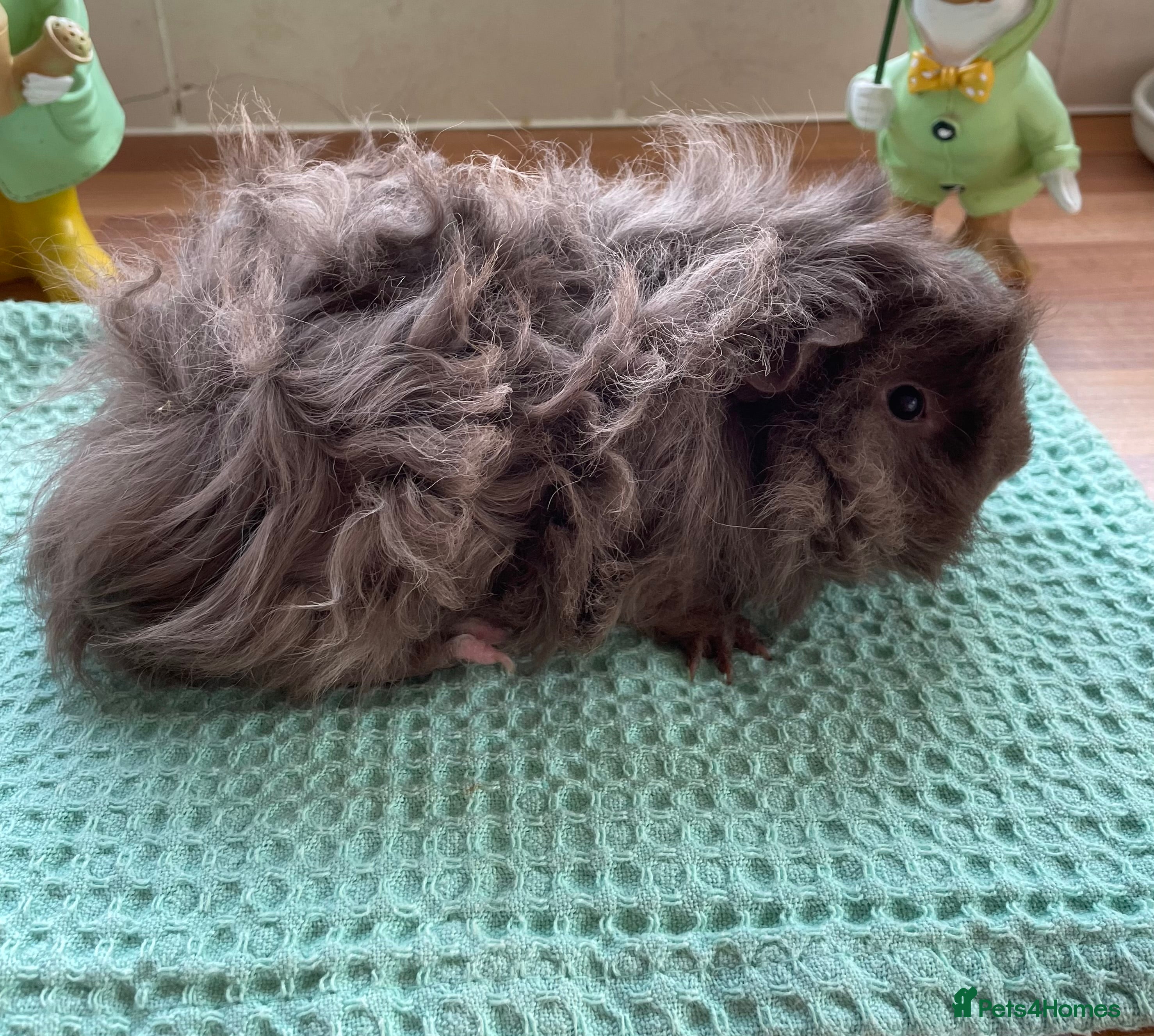 Guinea Pig rodents Beautiful male lunkarya guineapig - Advert 2