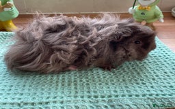 Guinea Pig rodents for sale: Beautiful male lunkarya guineapig - Image 1