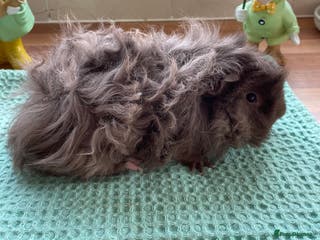 Guinea Pig rodents Beautiful male lunkarya guineapig - Advert 2