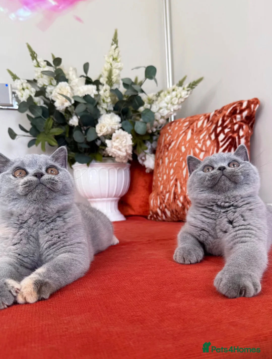 British Shorthair cats for sale: British shorthair available 🧡 - Advert 8