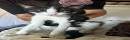 Mixed Breed cats for adoption: Emma for adoption in Kidlington - Advert 5