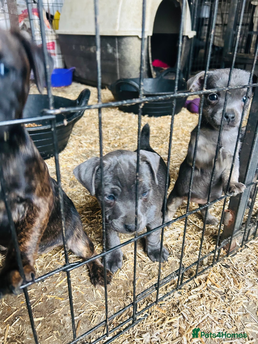 Jack Russell dogs for sale: Blue & Black Brindle Jack Russells - Image 8