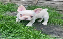 French Bulldog dogs for sale: 2 lovely French bulldog boys for sale  - Image 5
