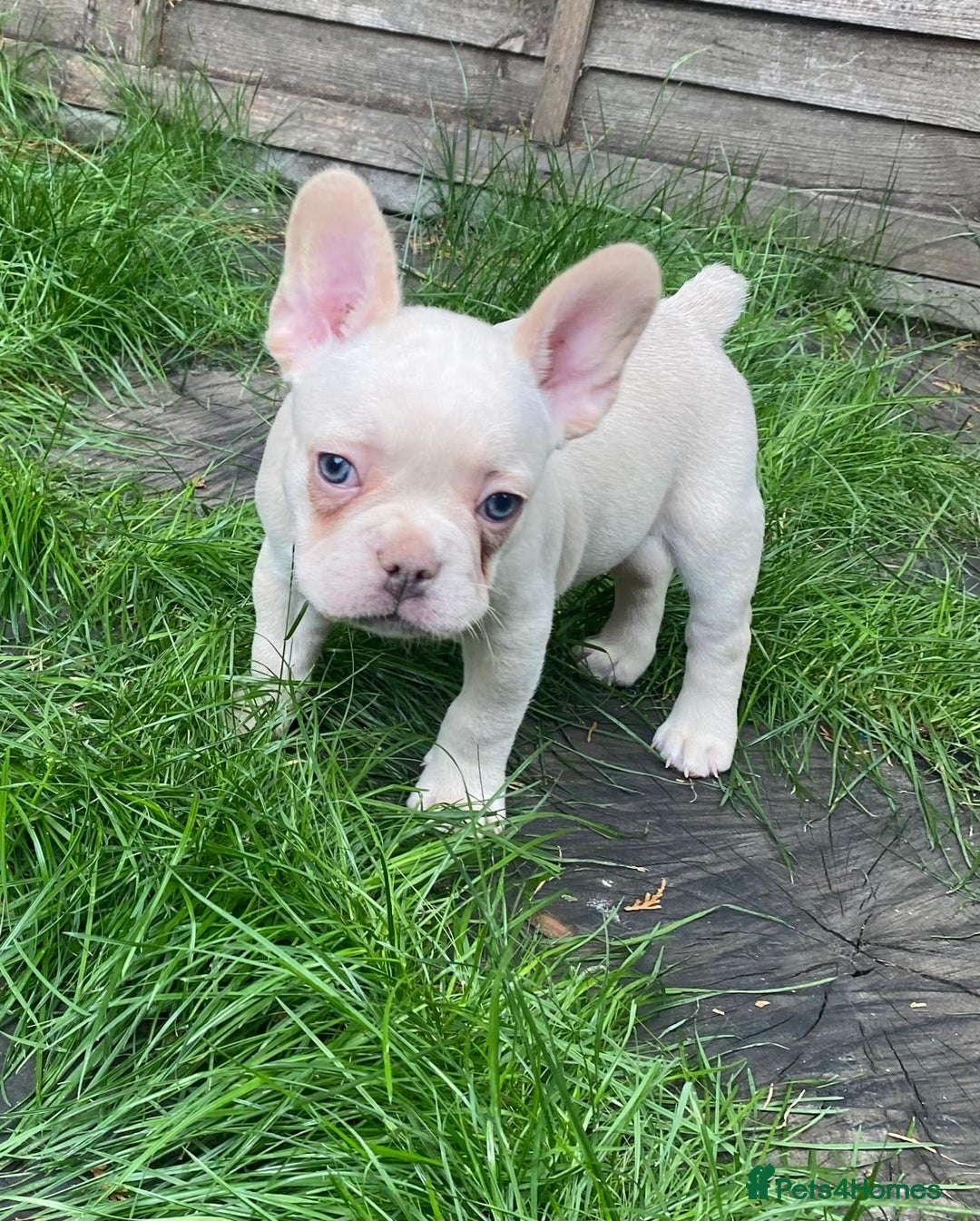 French Bulldog dogs for sale: 2 lovely French bulldog boys for sale  - Image 5