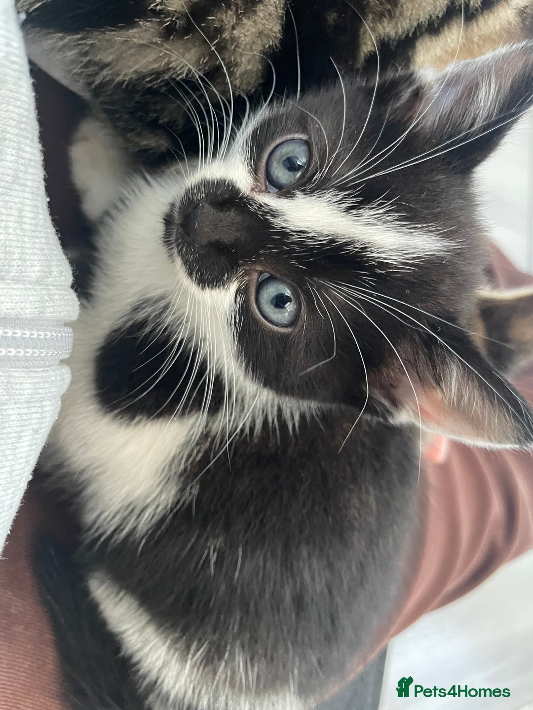 Mixed Breed cats for sale: Gorgeous kittens available please read  - Image 9